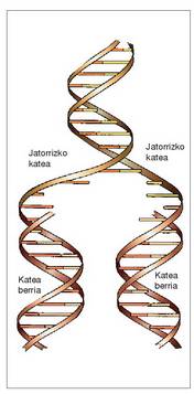 1. Irudia: DNA molekularen errepikatzea, Watson eta Cricken ereduak iragarria.<br>
